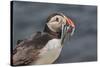 An Atlantic Puffin (Fratercula arctica), carrying sand eels, Staple Island, Farne Islands-Nigel Hicks-Stretched Canvas