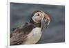 An Atlantic Puffin (Fratercula arctica), carrying sand eels, Staple Island, Farne Islands-Nigel Hicks-Framed Photographic Print