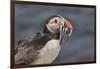 An Atlantic Puffin (Fratercula arctica), carrying sand eels, Staple Island, Farne Islands-Nigel Hicks-Framed Photographic Print