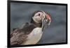 An Atlantic Puffin (Fratercula arctica), carrying sand eels, Staple Island, Farne Islands-Nigel Hicks-Framed Photographic Print