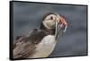 An Atlantic Puffin (Fratercula arctica), carrying sand eels, Staple Island, Farne Islands-Nigel Hicks-Framed Stretched Canvas