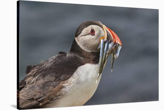 An Atlantic Puffin (Fratercula arctica), carrying sand eels, Staple Island, Farne Islands-Nigel Hicks-Stretched Canvas