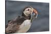 An Atlantic Puffin (Fratercula arctica), carrying sand eels, Staple Island, Farne Islands-Nigel Hicks-Stretched Canvas