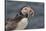 An Atlantic Puffin (Fratercula arctica), carrying sand eels, Staple Island, Farne Islands-Nigel Hicks-Stretched Canvas