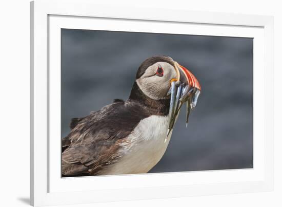 An Atlantic Puffin (Fratercula arctica), carrying sand eels, Staple Island, Farne Islands-Nigel Hicks-Framed Photographic Print