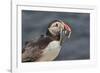 An Atlantic Puffin (Fratercula arctica), carrying sand eels, Staple Island, Farne Islands-Nigel Hicks-Framed Photographic Print