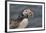 An Atlantic Puffin (Fratercula arctica), carrying sand eels, Staple Island, Farne Islands-Nigel Hicks-Framed Photographic Print