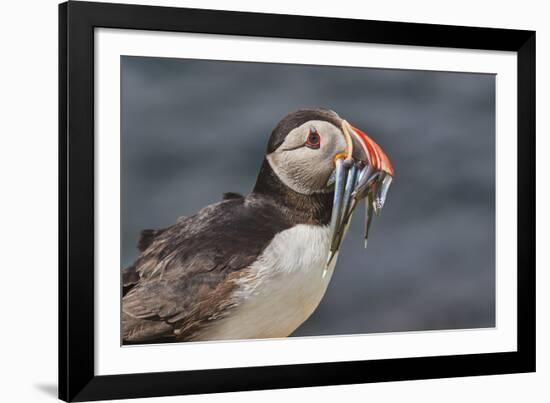 An Atlantic Puffin (Fratercula arctica), carrying sand eels, Staple Island, Farne Islands-Nigel Hicks-Framed Photographic Print