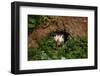 An Atlantic Puffin peers out from its burrow on Skomer Island, Wales, United Kingdom, Europe-David Rocaberti-Framed Photographic Print