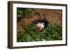 An Atlantic Puffin peers out from its burrow on Skomer Island, Wales, United Kingdom, Europe-David Rocaberti-Framed Photographic Print