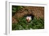 An Atlantic Puffin peers out from its burrow on Skomer Island, Wales, United Kingdom, Europe-David Rocaberti-Framed Photographic Print