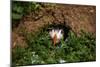 An Atlantic Puffin peers out from its burrow on Skomer Island, Wales, United Kingdom, Europe-David Rocaberti-Mounted Photographic Print