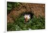 An Atlantic Puffin peers out from its burrow on Skomer Island, Wales, United Kingdom, Europe-David Rocaberti-Framed Photographic Print