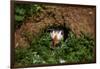 An Atlantic Puffin peers out from its burrow on Skomer Island, Wales, United Kingdom, Europe-David Rocaberti-Framed Photographic Print