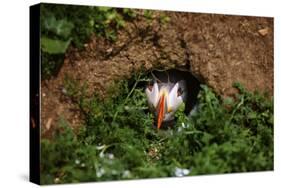 An Atlantic Puffin peers out from its burrow on Skomer Island, Wales, United Kingdom, Europe-David Rocaberti-Stretched Canvas