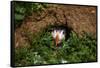 An Atlantic Puffin peers out from its burrow on Skomer Island, Wales, United Kingdom, Europe-David Rocaberti-Framed Stretched Canvas