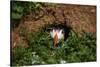 An Atlantic Puffin peers out from its burrow on Skomer Island, Wales, United Kingdom, Europe-David Rocaberti-Stretched Canvas