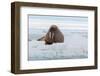 An Atlantic walrus, Odobenus rosmarus, resting on the ice. Norway-Sergio Pitamitz-Framed Photographic Print