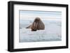 An Atlantic walrus, Odobenus rosmarus, resting on the ice. Norway-Sergio Pitamitz-Framed Photographic Print