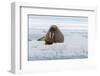 An Atlantic walrus, Odobenus rosmarus, resting on the ice. Norway-Sergio Pitamitz-Framed Photographic Print