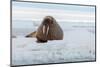 An Atlantic walrus, Odobenus rosmarus, resting on the ice. Norway-Sergio Pitamitz-Mounted Photographic Print