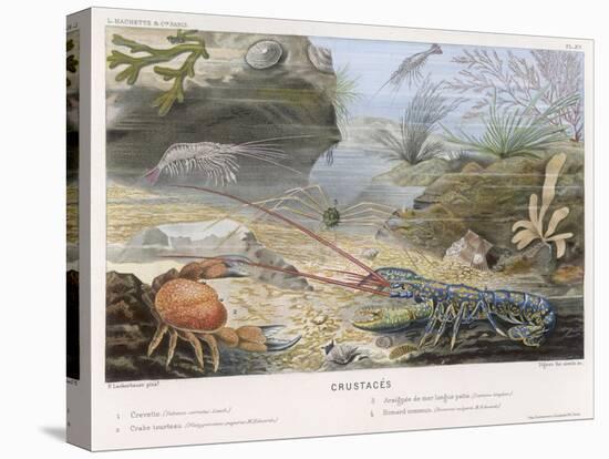 An Attractive Blue Lobster with Red Feelers and a Crab and a Shrimp and Some Other Crustacea-P. Lackerbauer-Stretched Canvas