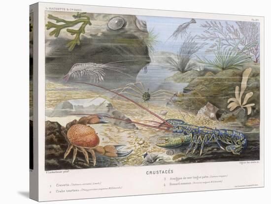 An Attractive Blue Lobster with Red Feelers and a Crab and a Shrimp and Some Other Crustacea-P. Lackerbauer-Stretched Canvas