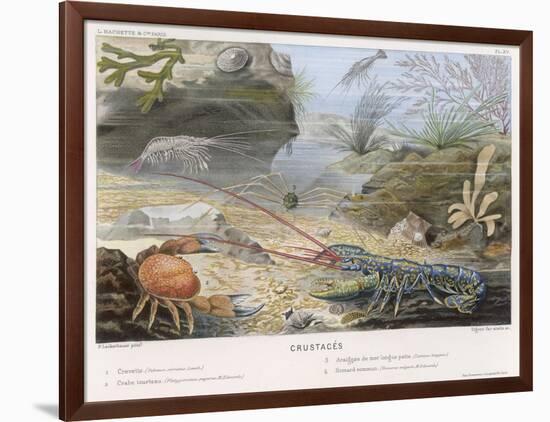 An Attractive Blue Lobster with Red Feelers and a Crab and a Shrimp and Some Other Crustacea-P. Lackerbauer-Framed Art Print