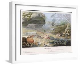 An Attractive Blue Lobster with Red Feelers and a Crab and a Shrimp and Some Other Crustacea-P. Lackerbauer-Framed Art Print