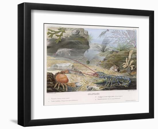 An Attractive Blue Lobster with Red Feelers and a Crab and a Shrimp and Some Other Crustacea-P. Lackerbauer-Framed Art Print