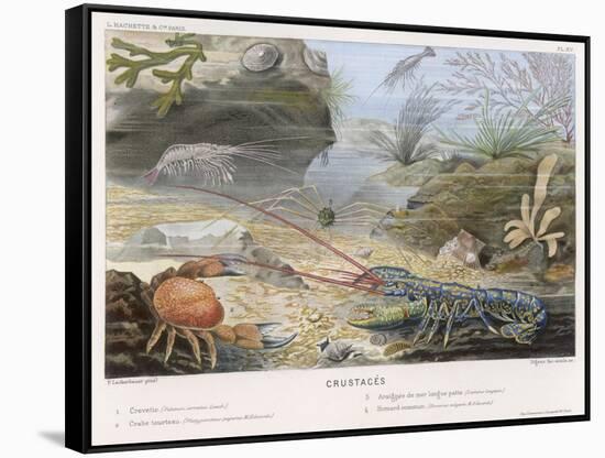 An Attractive Blue Lobster with Red Feelers and a Crab and a Shrimp and Some Other Crustacea-P. Lackerbauer-Framed Stretched Canvas