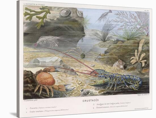 An Attractive Blue Lobster with Red Feelers and a Crab and a Shrimp and Some Other Crustacea-P. Lackerbauer-Stretched Canvas