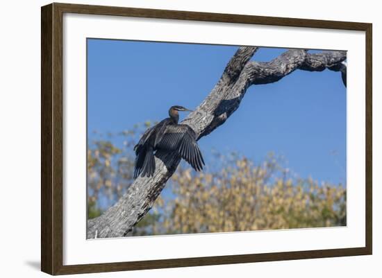 An Australian Darter (Anhinga Novaehollandiae) on the Ord River, Kimberley, Western Australia-Michael Nolan-Framed Photographic Print