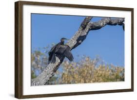 An Australian Darter (Anhinga Novaehollandiae) on the Ord River, Kimberley, Western Australia-Michael Nolan-Framed Photographic Print