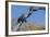 An Australian Darter (Anhinga Novaehollandiae) on the Ord River, Kimberley, Western Australia-Michael Nolan-Framed Photographic Print