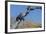 An Australian Darter (Anhinga Novaehollandiae) on the Ord River, Kimberley, Western Australia-Michael Nolan-Framed Photographic Print