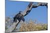 An Australian Darter (Anhinga Novaehollandiae) on the Ord River, Kimberley, Western Australia-Michael Nolan-Mounted Photographic Print