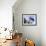 An Australian Flag Flutters in Breeze in Front of Iconic Sydney Harbour Bridge, Sydney-Andrew Watson-Framed Photographic Print displayed on a wall