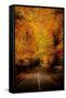 An Autumn/Fall Drive-Nicholas Hall-Framed Stretched Canvas