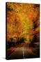 An Autumn/Fall Drive-Nicholas Hall-Stretched Canvas