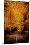 An Autumn/Fall Drive-Nicholas Hall-Mounted Photographic Print