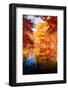 An Autumn Reflection-Philippe Sainte-Laudy-Framed Photographic Print