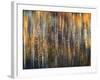 An Autumn Song-Ursula Abresch-Framed Premium Photographic Print