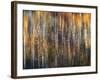 An Autumn Song-Ursula Abresch-Framed Premium Photographic Print