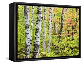 An Autumn View of a Birch Forest in Michigan's Upper Peninsula.-Julianne Eggers-Framed Stretched Canvas