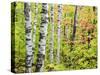 An Autumn View of a Birch Forest in Michigan's Upper Peninsula.-Julianne Eggers-Stretched Canvas