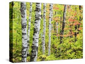 An Autumn View of a Birch Forest in Michigan's Upper Peninsula.-Julianne Eggers-Stretched Canvas