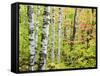 An Autumn View of a Birch Forest in Michigan's Upper Peninsula.-Julianne Eggers-Framed Stretched Canvas