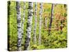 An Autumn View of a Birch Forest in Michigan's Upper Peninsula.-Julianne Eggers-Stretched Canvas