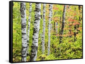 An Autumn View of a Birch Forest in Michigan's Upper Peninsula.-Julianne Eggers-Framed Stretched Canvas